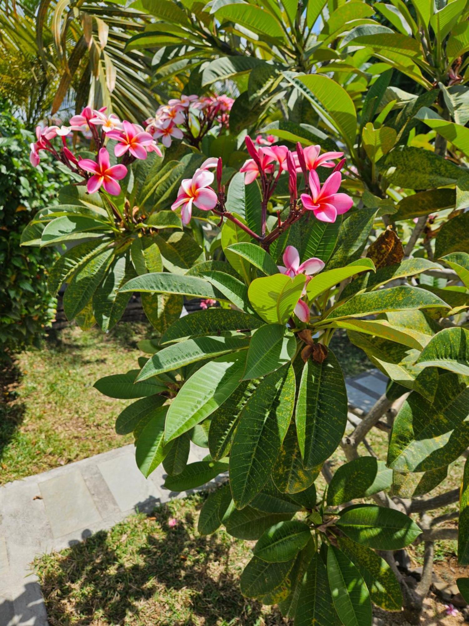Casa Frangipani Mauritius Apartment Trou d'Eau Douce Luaran gambar